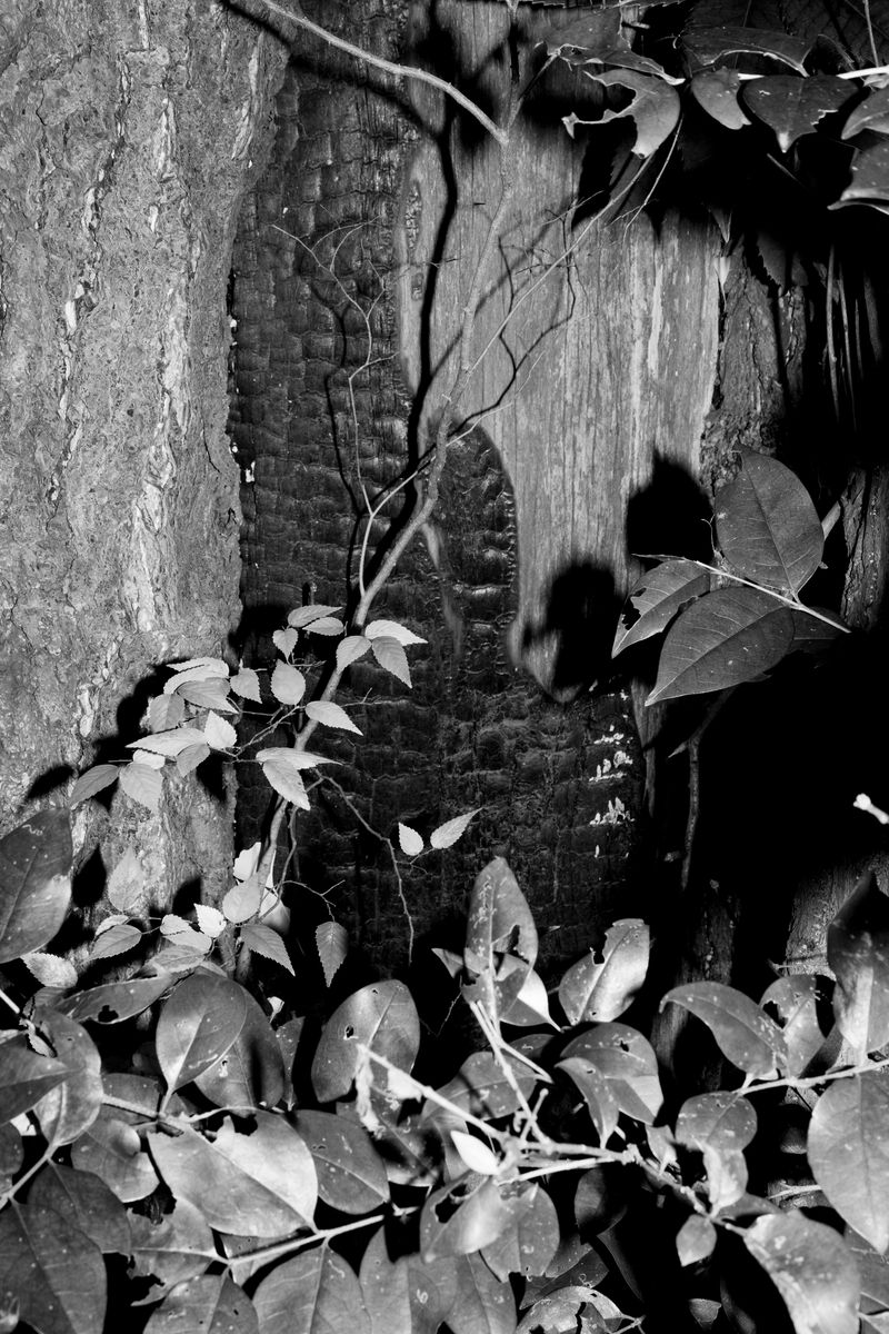 © Hajime Kimura - A big ginkgo tree at Tobiki Shrine in Sumida ward, Tokyo. The photo was taken around 0:30 a.m. when the air raid happened.