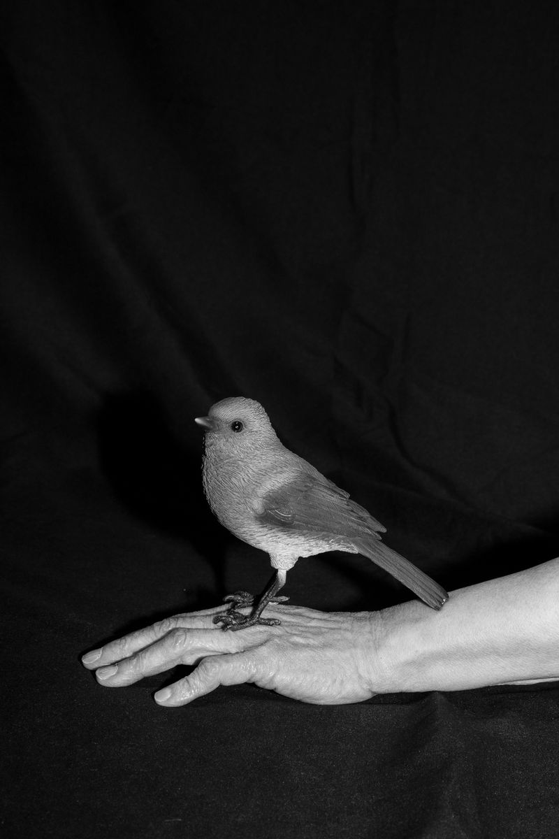 © Hajime Kimura - Image from the The Bluebird Perch photography project