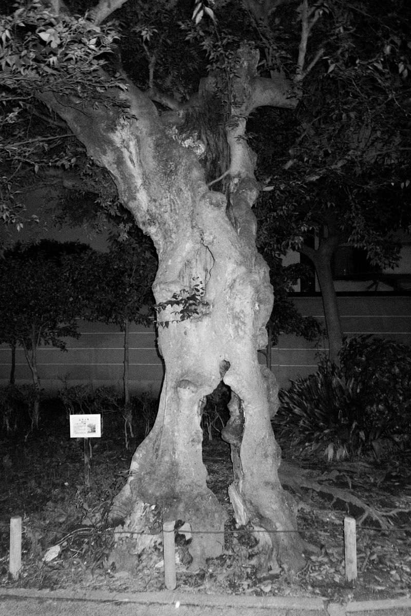 © Hajime Kimura - Image from the The Bluebird Perch photography project