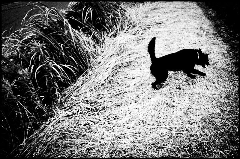 © Hajime Kimura - Image from the Man and dog photography project