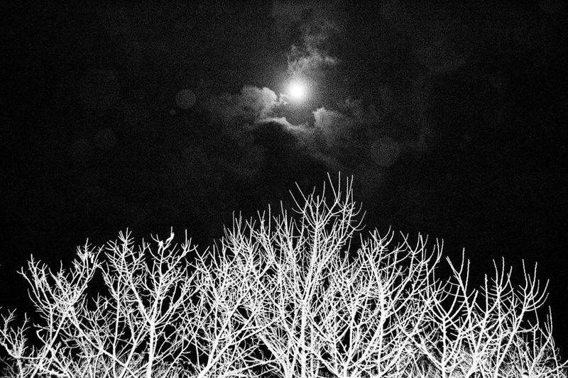 © Hajime Kimura - Image from the Man and dog photography project