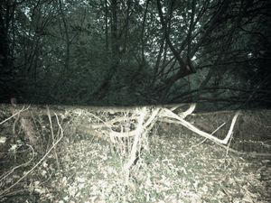 The Wood Yields 10 Swine