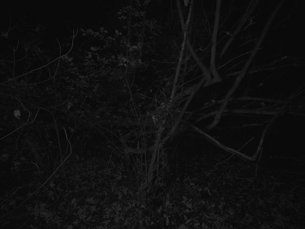 © Andrew Youngson - Image from the The Wood Yields 10 Swine photography project