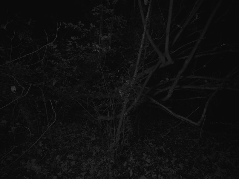 © Andrew Youngson - Image from the The Wood Yields 10 Swine photography project