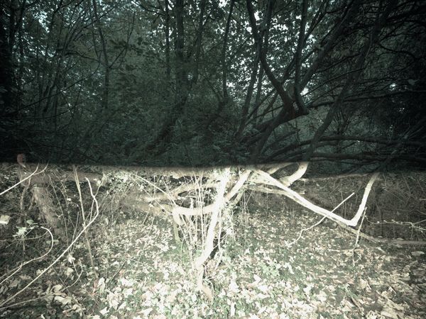 © Andrew Youngson - Image from the The Wood Yields 10 Swine photography project