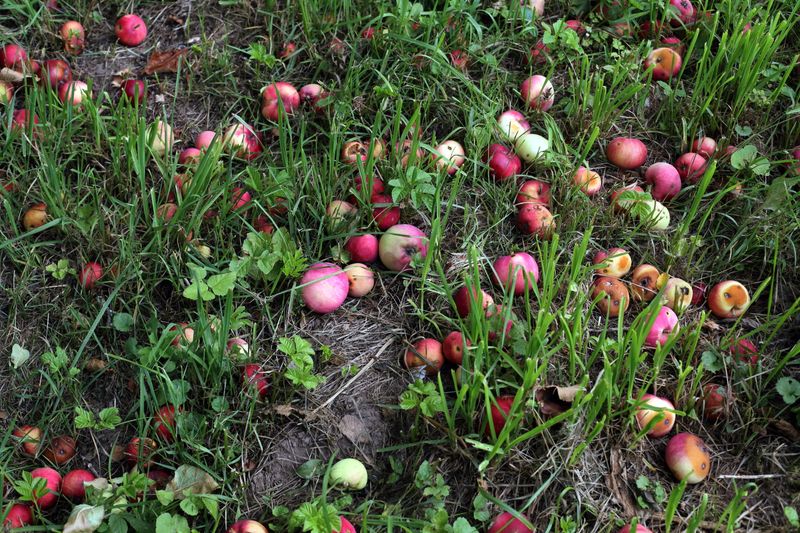 © Ekaterina Vasilyeva - Image from the After the firebird photography project