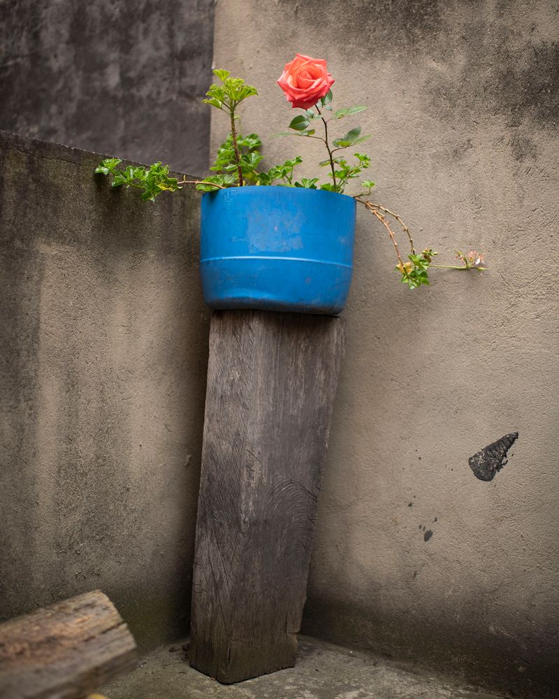 © Margarita V Beltran - Altar. My aunts altar to plants.