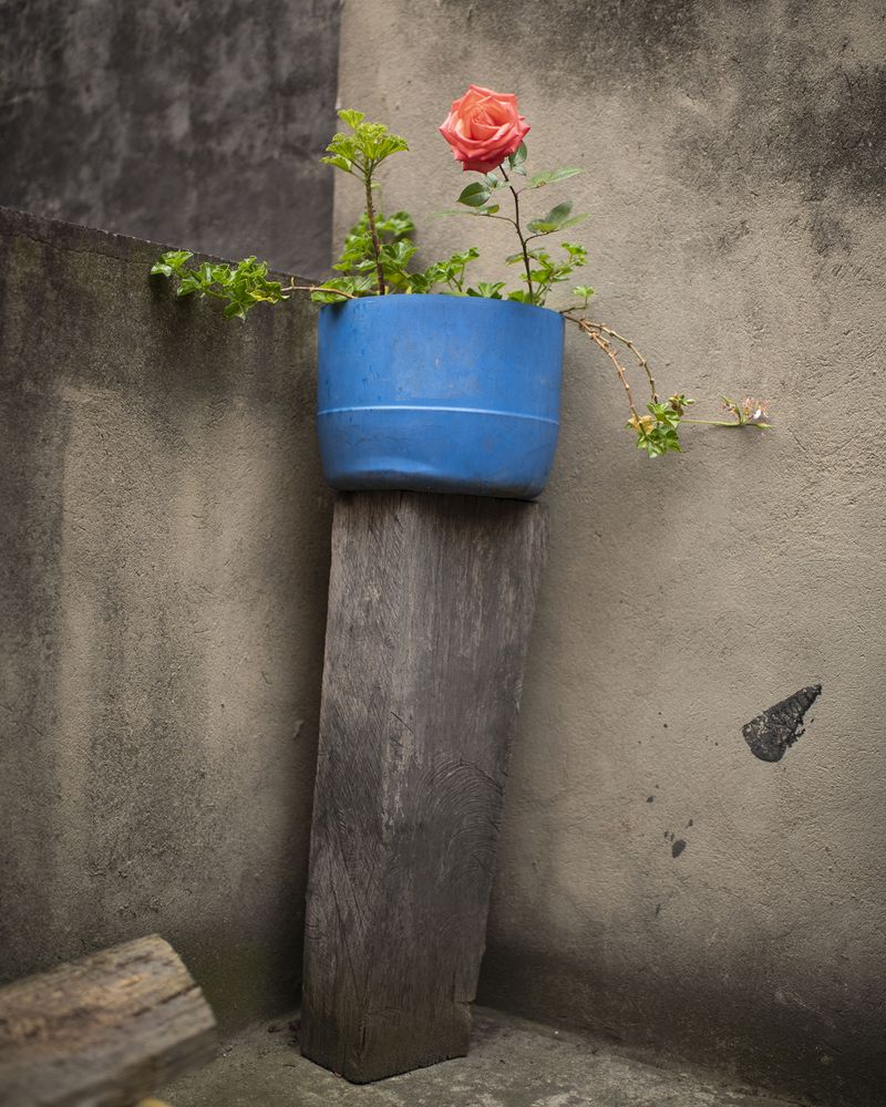 © Margarita V Beltran - Altar. My aunts altar to plants.