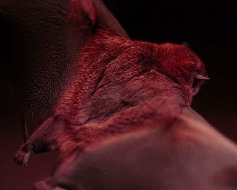 © Margarita V Beltran - An adult bat captured in the garden of my family farmhouse “Guayabal” in Chinacota, Norte de Santander, Colombia.