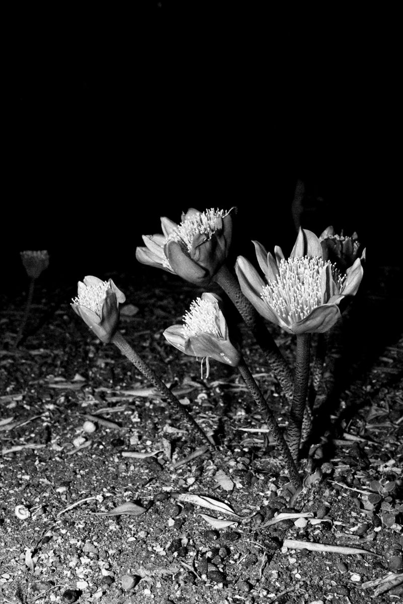 © Inês Ventura - Image from the KINGS photography project