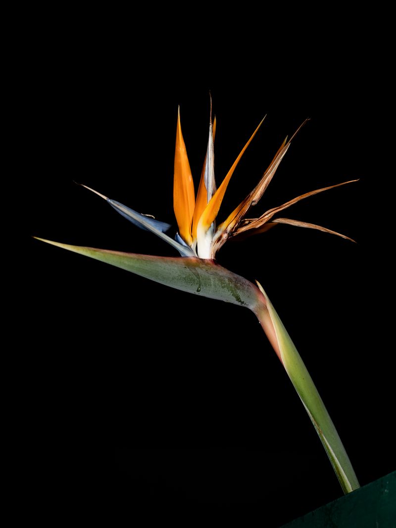 © Inês Ventura - Image from the QUEENS photography project