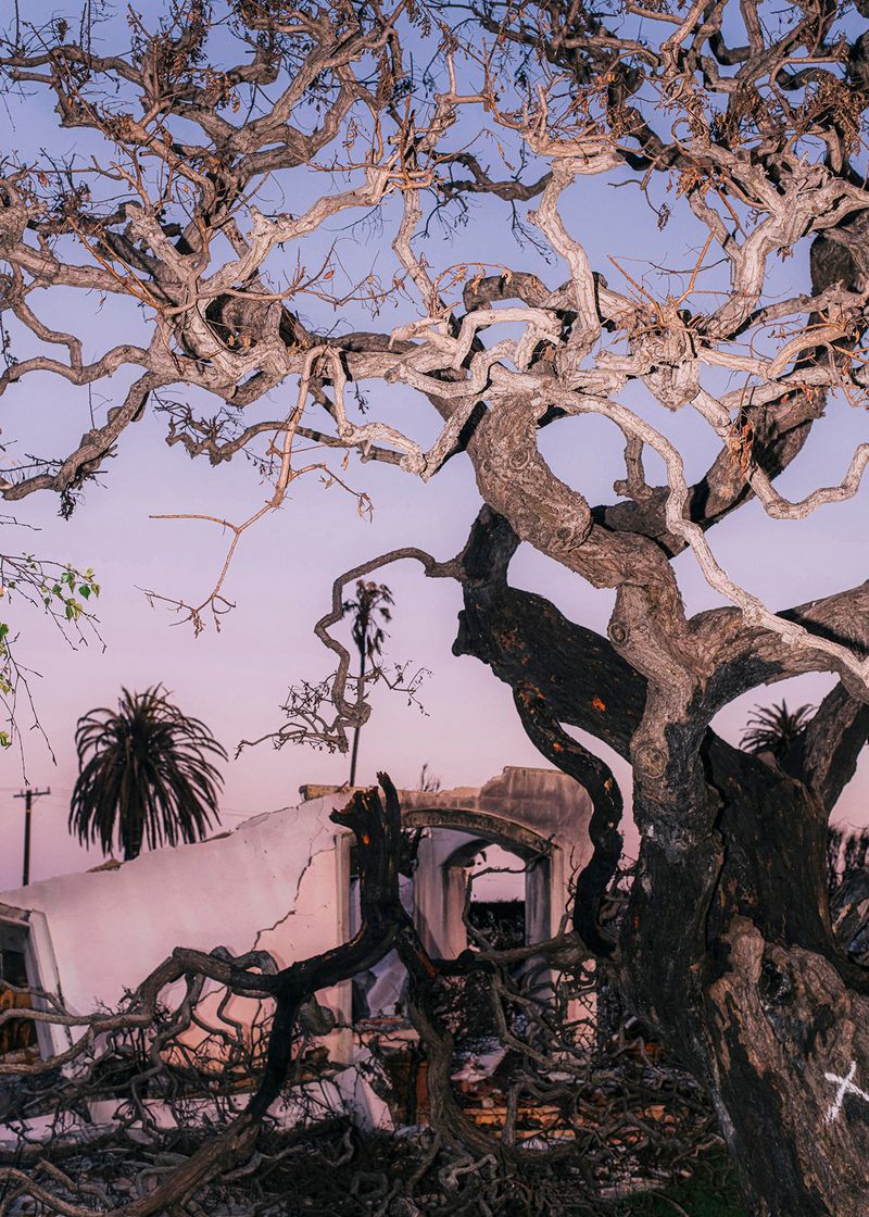 © tkr - Aftermath of the wildfire in Pacific Palisades. Los Angeles, California, USA, Winter 2025