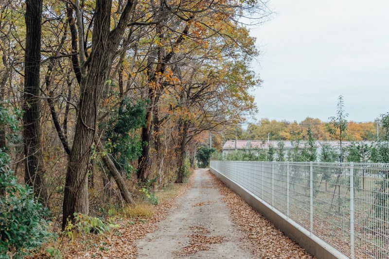 © Maki Hayashida - In Saitama, 2020