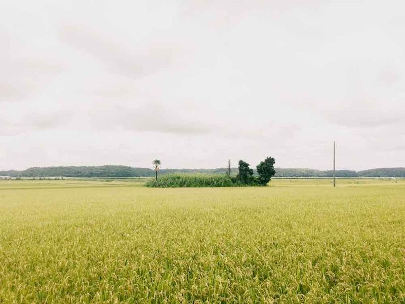 © Maki Hayashida - Imba, Chiba, 2017