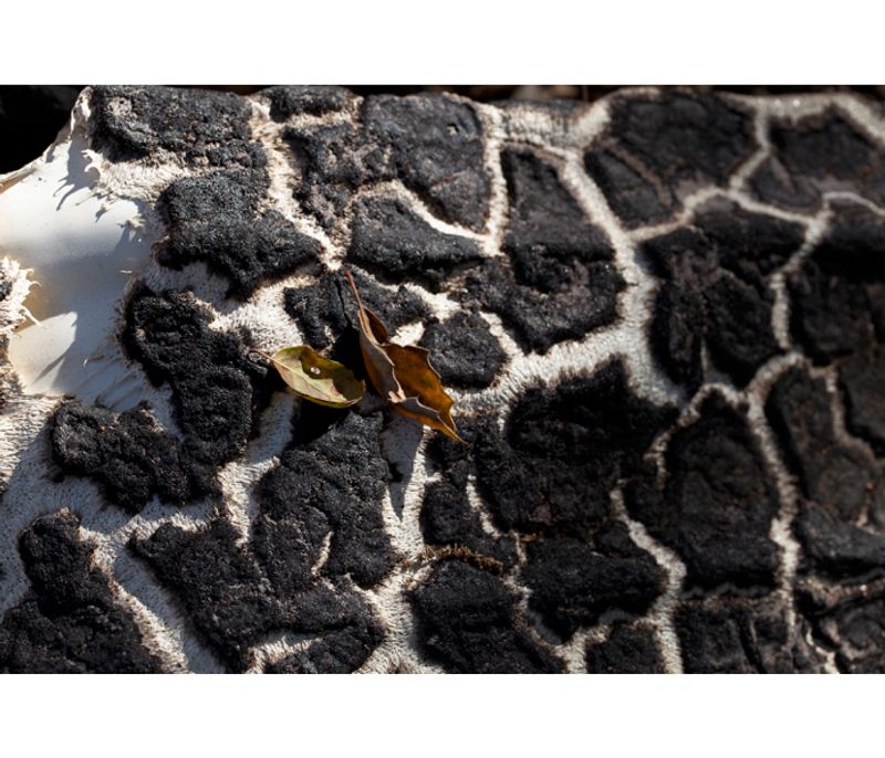 © Liana Grigoryan - Image from the Fire Effects photography project