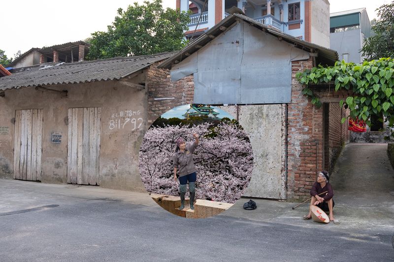 © Marilyne Grimmer - Hien Van, Vietanm - Cherry blossom, Japan