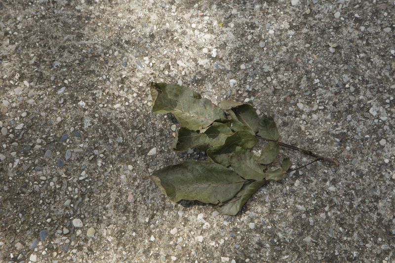 © Jessica Raimondi - Image from the Guideline photography project