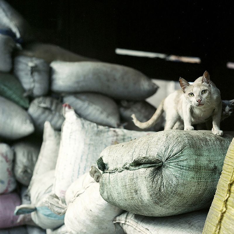 © Loulou d’Aki - Cairo cat on a pile of jute bags in Mukkatam, also called Garbage city, in Cairo.