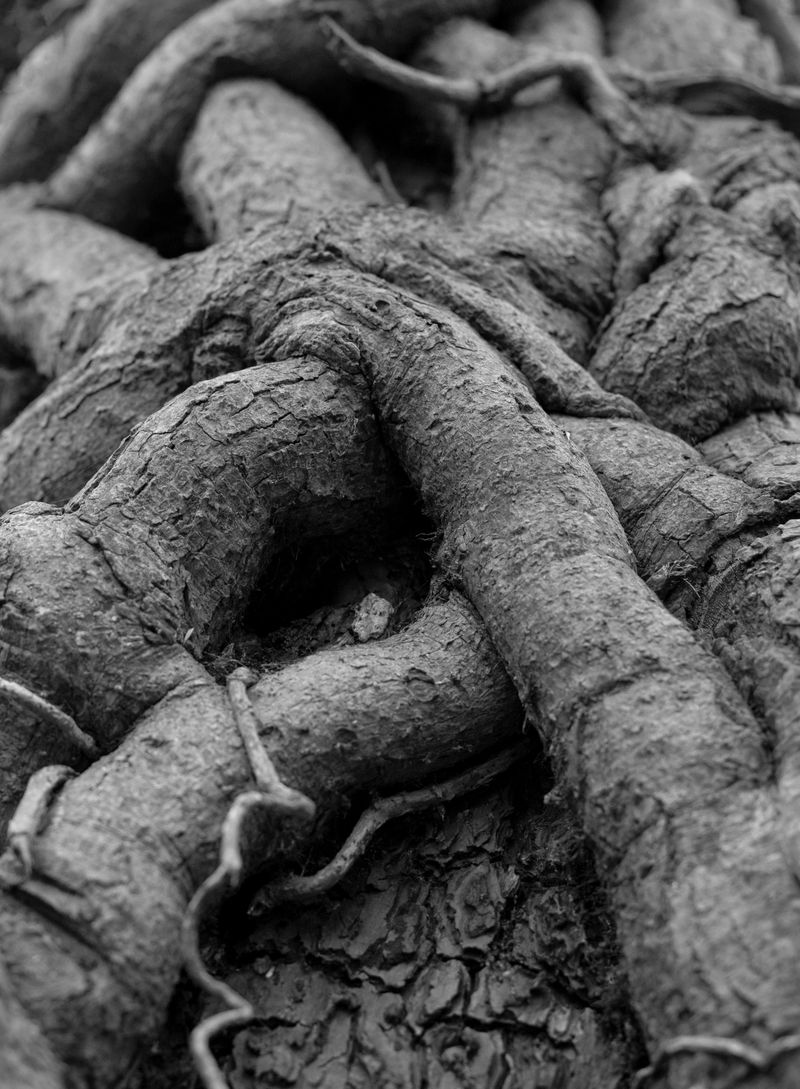 © Caroline ruffault - Image from the This noise inside us photography project