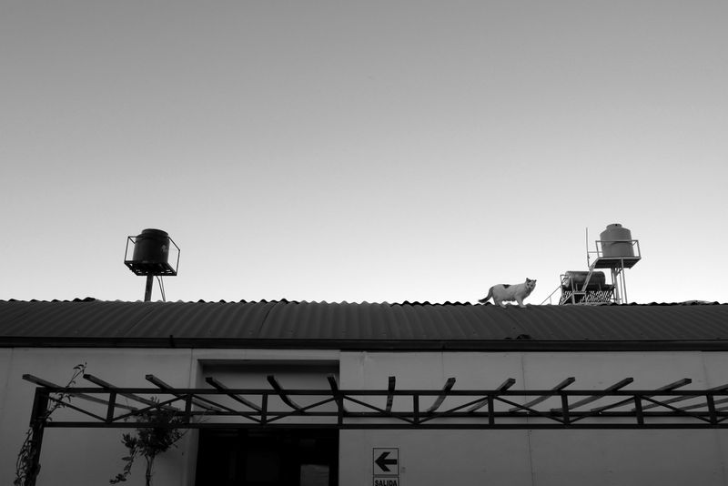 © mformaud - el gato del vecino, 1