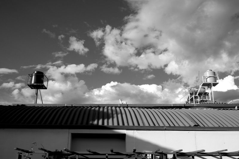 © mformaud - el gato del vecino, 2