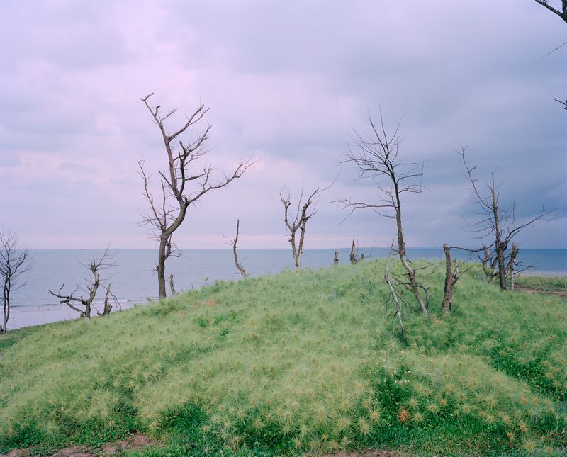 © liang chen - Dry windbreaks by the sea。  2016  Donghai Island, Guangdong Province。