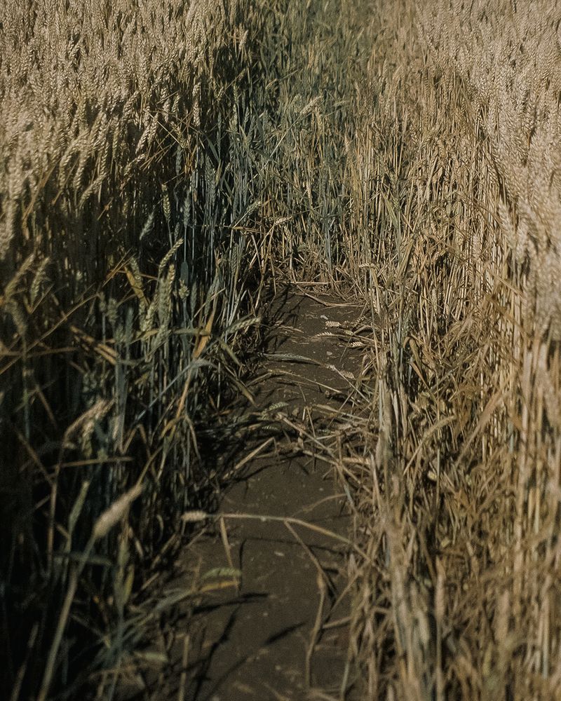 © Ina Königs - Image from the Silent Symphony photography project