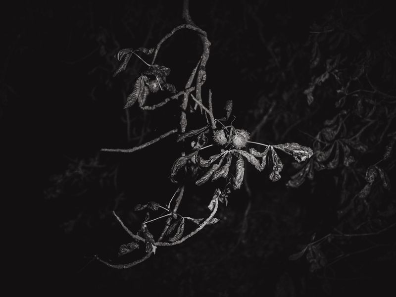 © Ina Königs - Image from the Still Here, and Gone photography project
