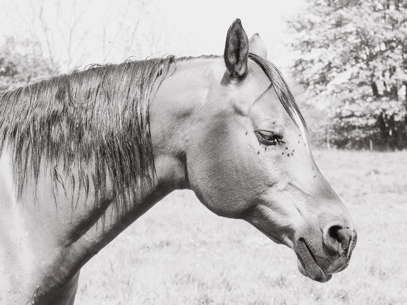 © Ina Königs - Image from the Still Here, and Gone photography project