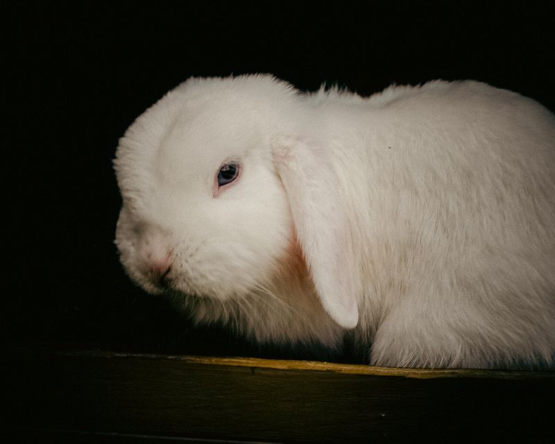 © Ina Königs - Image from the Silent Symphony photography project