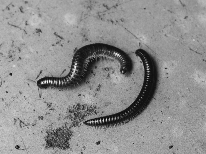 © Ina Königs - Image from the Undine - Between Shores photography project