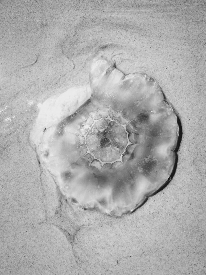 © Ina Königs - Image from the Undine - Between Shores photography project