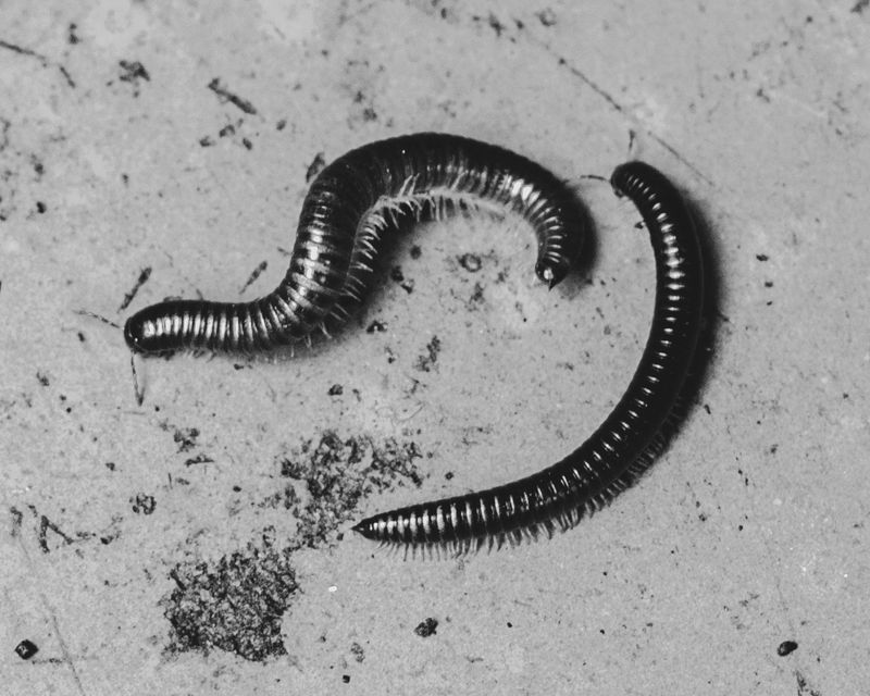 © Ina Königs - Image from the Undine`s search - a timeless story photography project