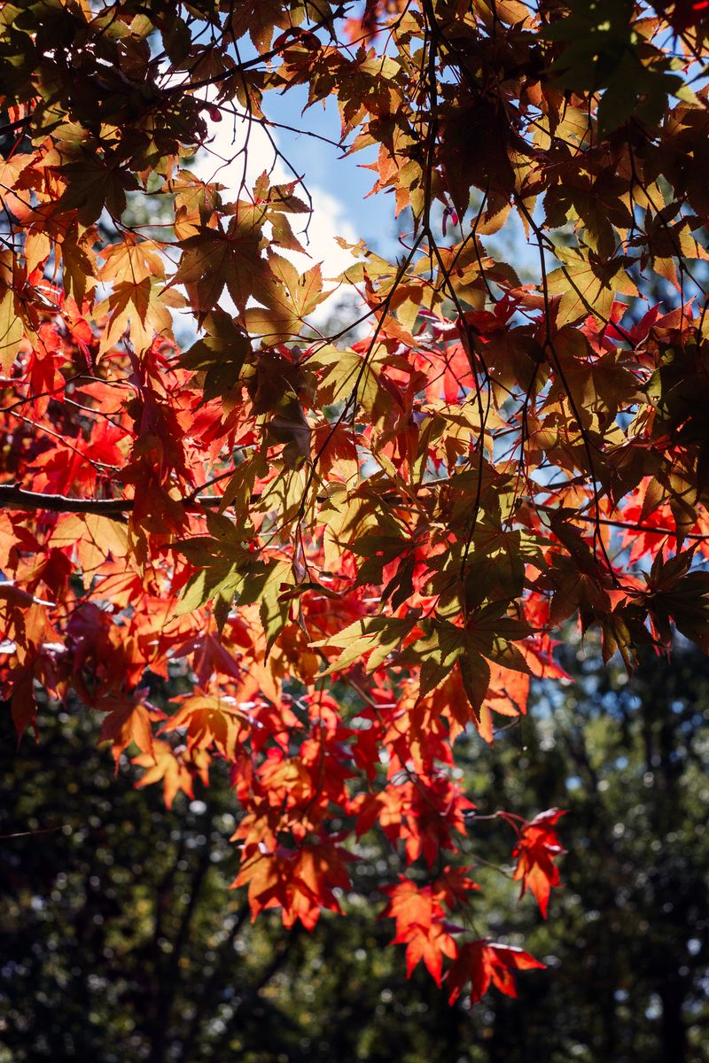 © Sebastien Cuvelier - Image from the A Golden Distance photography project