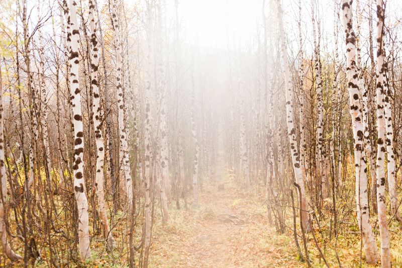 © Yanina Boldyreva - Image from the Birch man photography project