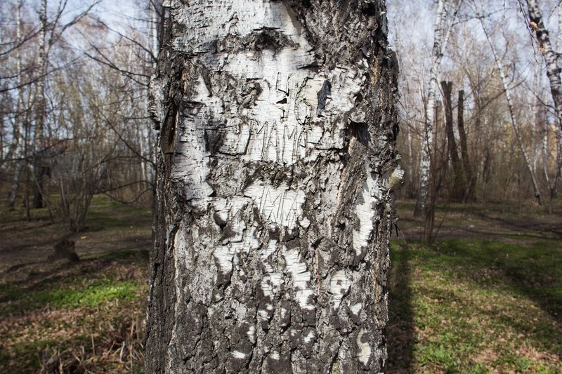 © Yanina Boldyreva - Image from the Birch man photography project