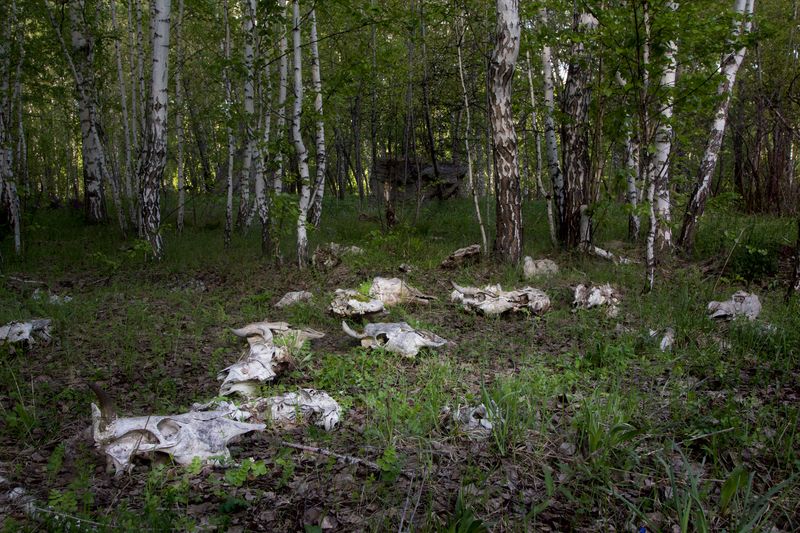 © Yanina Boldyreva - Image from the Birch man photography project