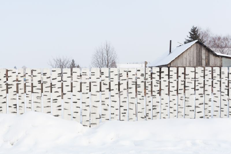 © Yanina Boldyreva - Image from the Birch man photography project