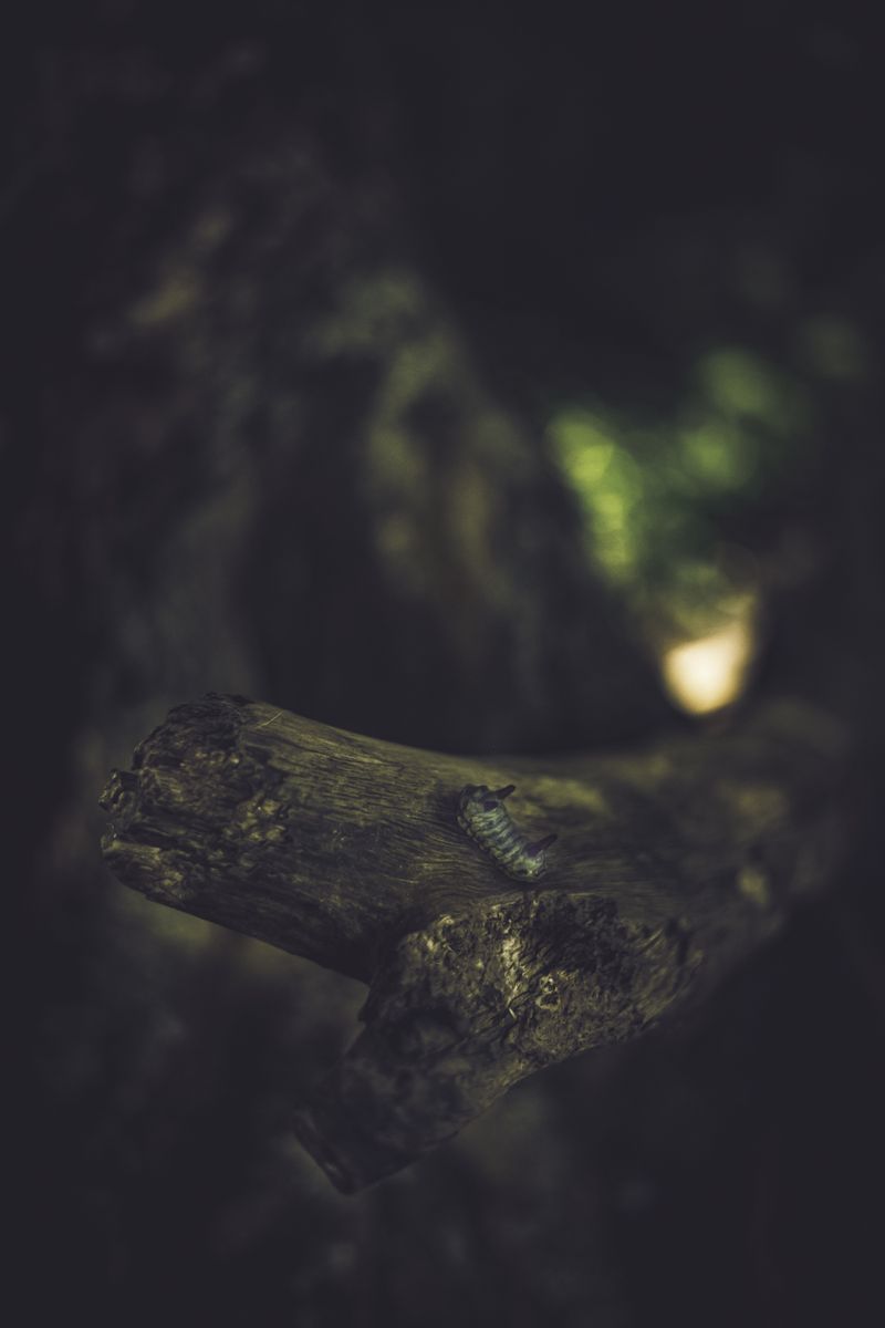 © Zonia Zena - Image from the Once it bursts into the air, nothing dies photography project