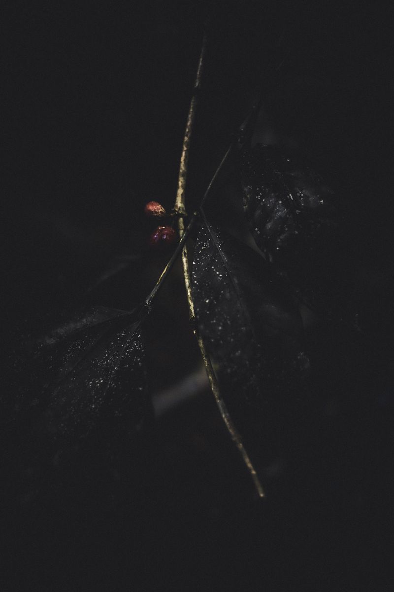 © Zonia Zena - Image from the Once it bursts into the air, nothing dies photography project