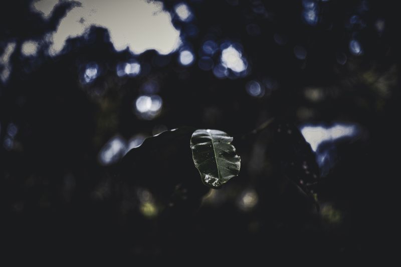 © Zonia Zena - Image from the Once it bursts into the air, nothing dies photography project