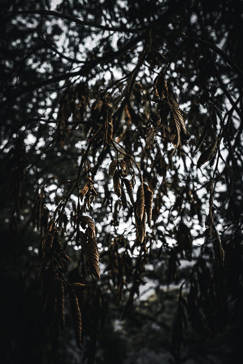 © Zonia Zena - Image from the Once it bursts into the air, nothing dies photography project