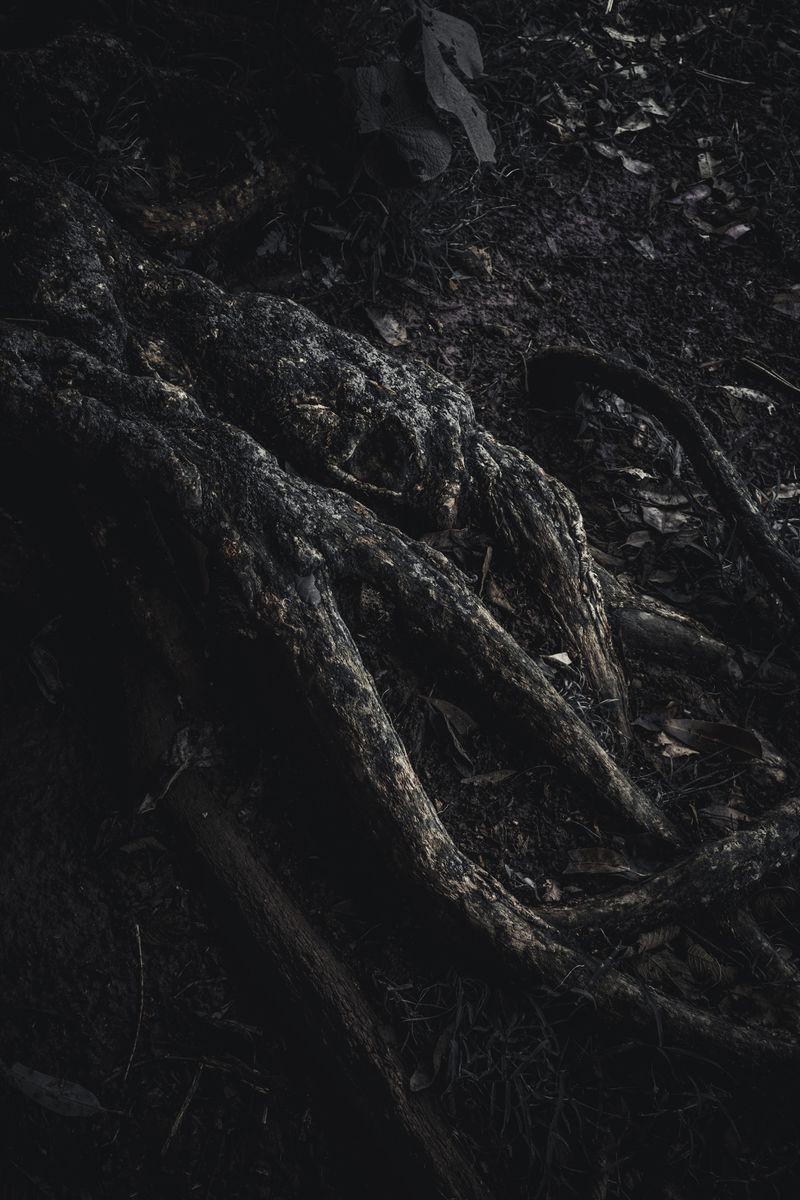 © Zonia Zena - Image from the Once it bursts into the air, nothing dies photography project