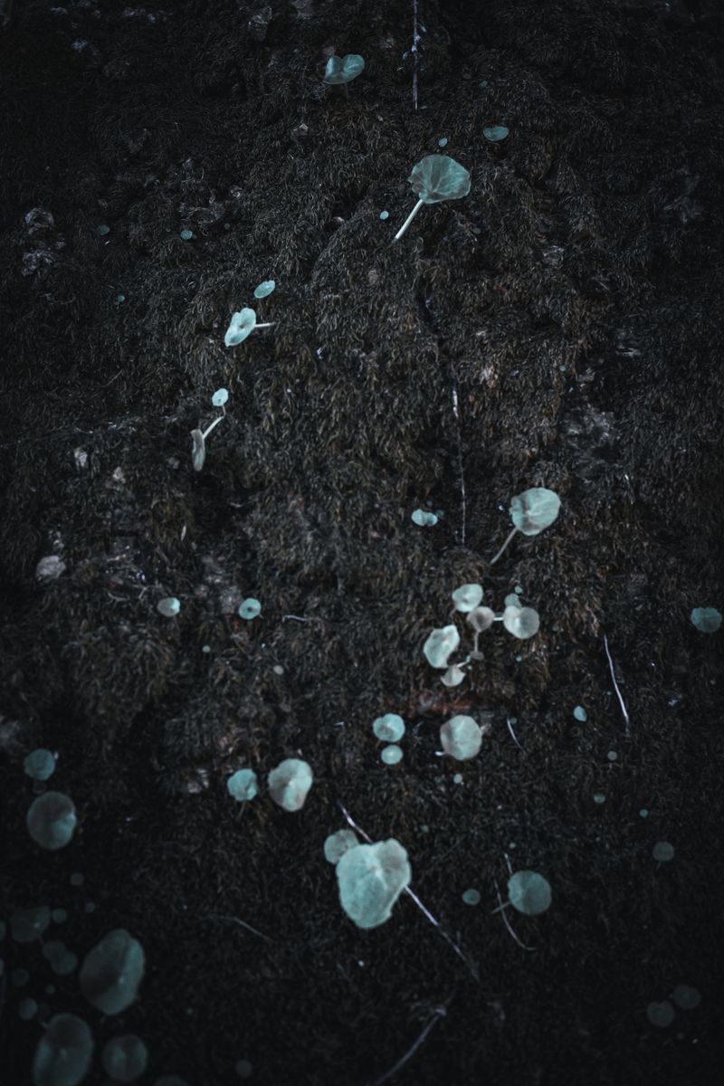 © Zonia Zena - Image from the Once it bursts into the air, nothing dies photography project