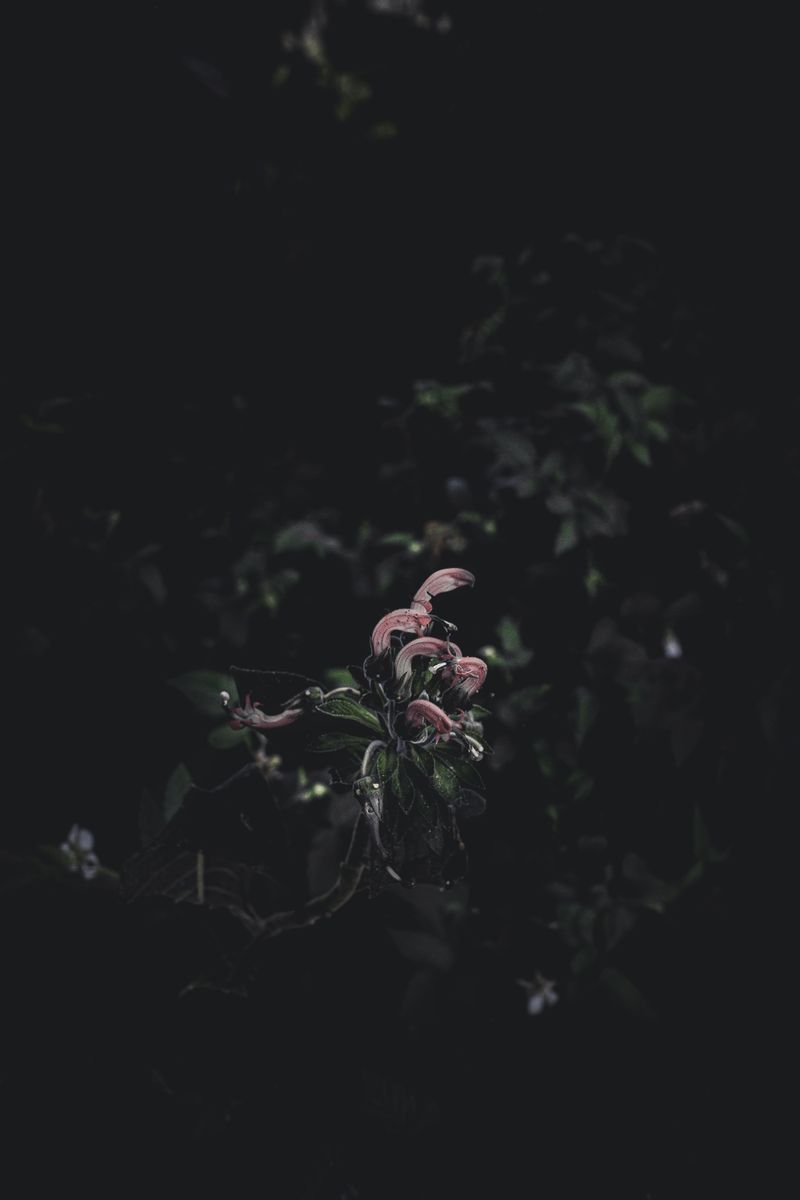 © Zonia Zena - Image from the Once it bursts into the air, nothing dies photography project