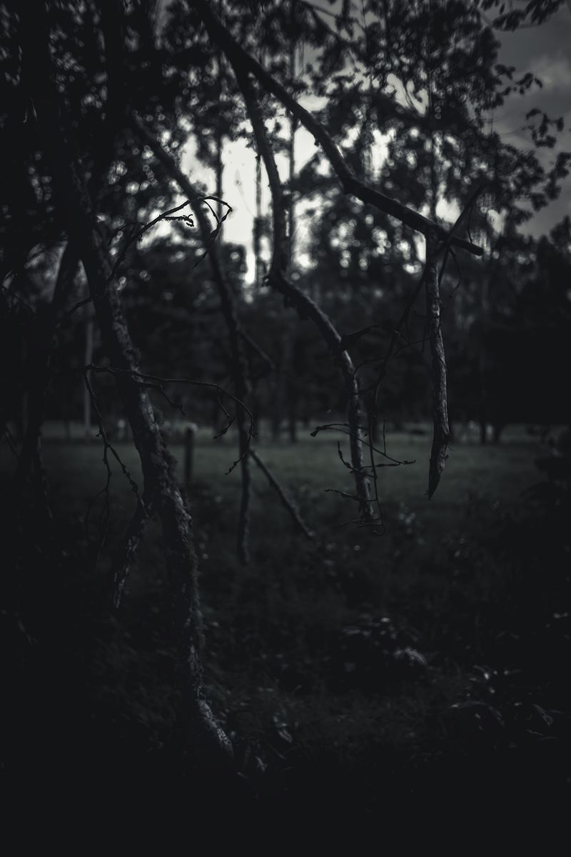 © Zonia Zena - Image from the Once it bursts into the air, nothing dies. photography project