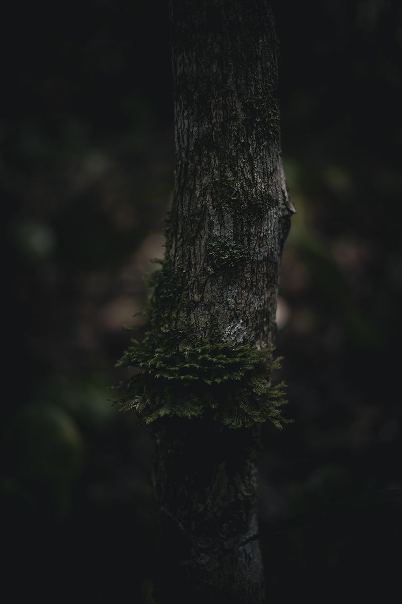 © Zonia Zena - Image from the Once it bursts into the air, nothing dies. photography project