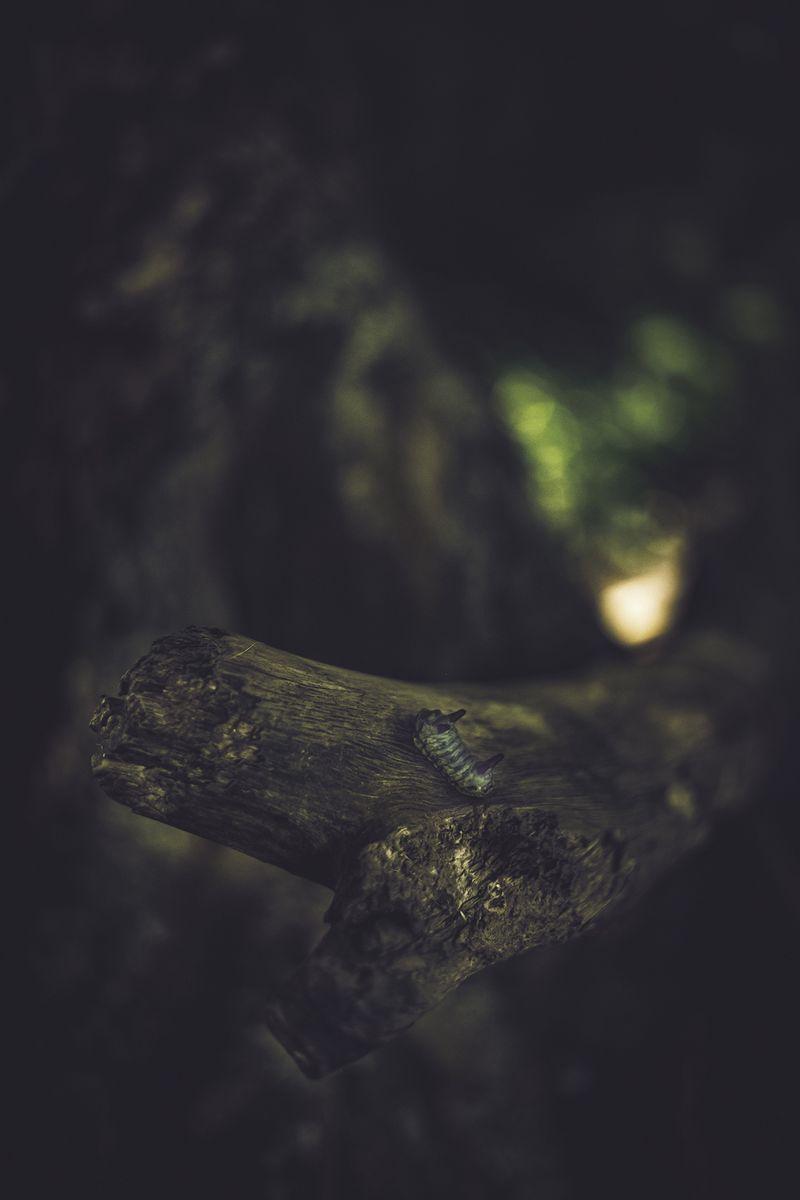 © Zonia Zena - Image from the Once it bursts into the air, nothing dies. photography project