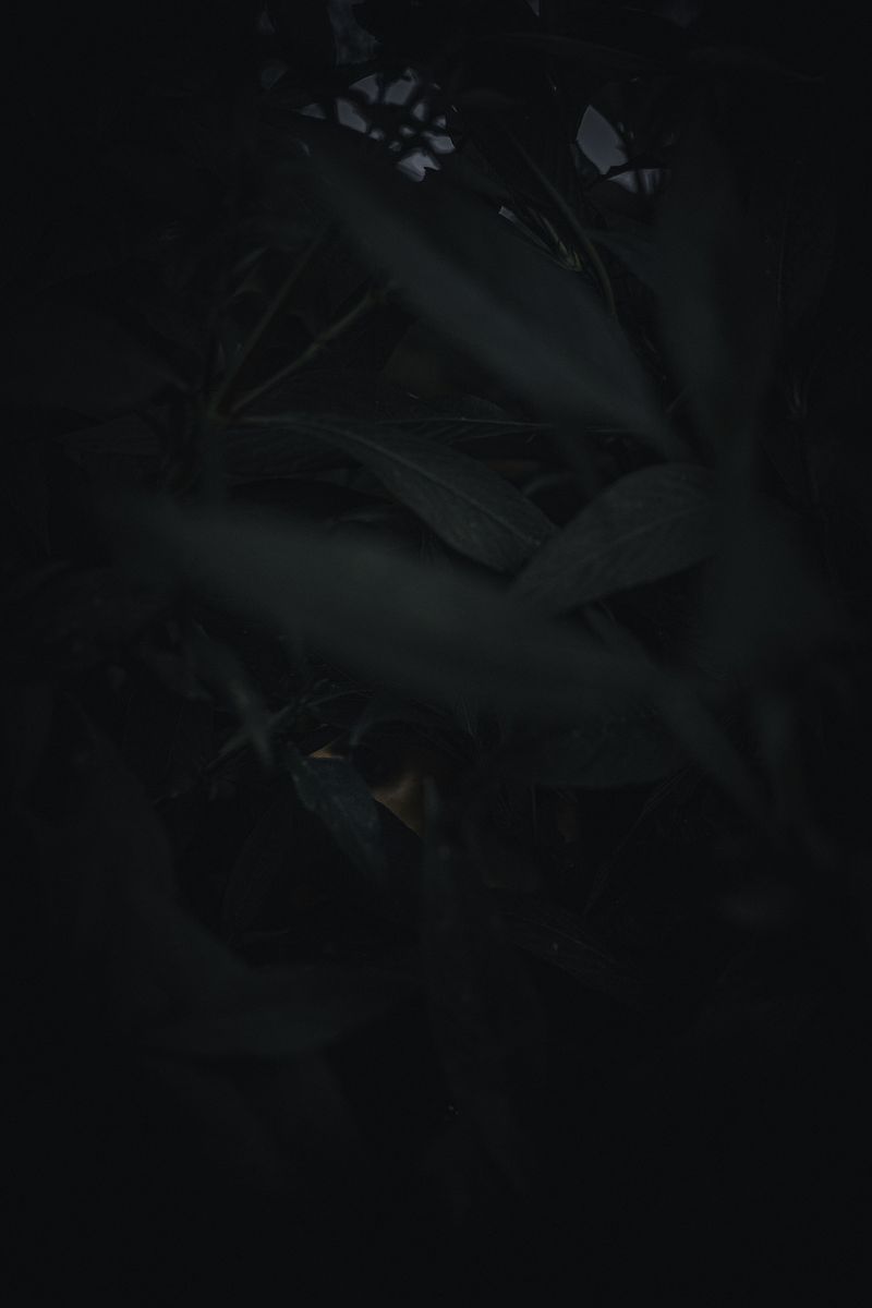 © Zonia Zena - Image from the Once it bursts into the air, nothing dies. photography project