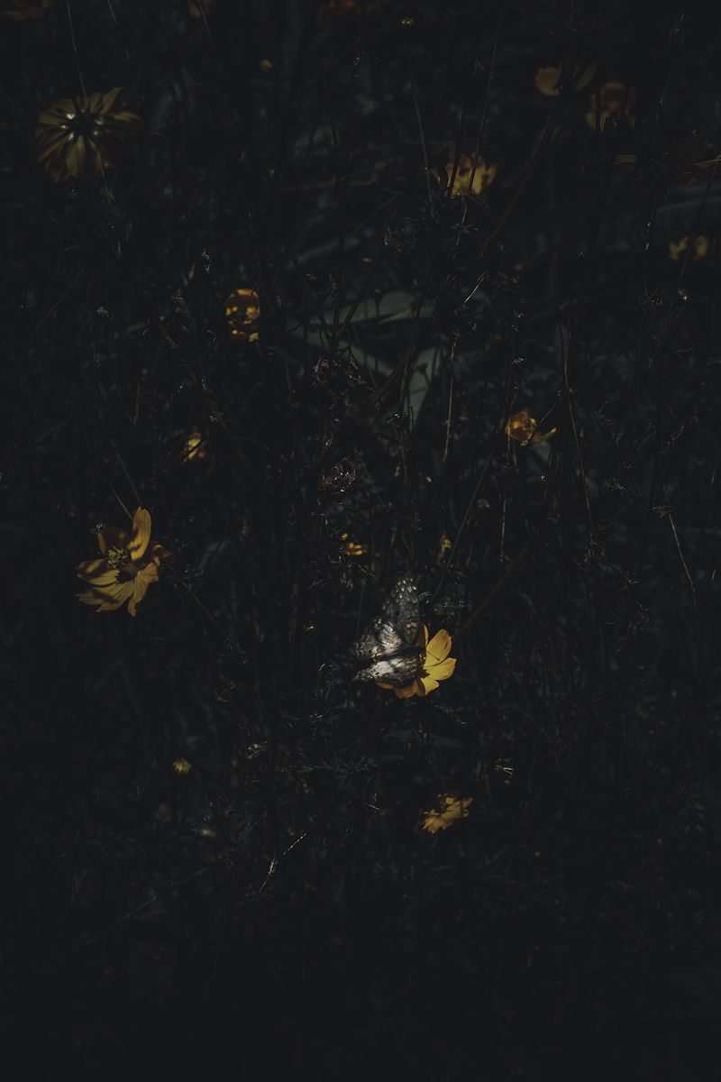 © Zonia Zena - Image from the Once it bursts into the air, nothing dies. photography project